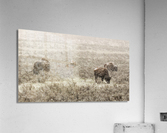 Snow Buffalo Acrylic Print