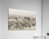 Snow Buffalo Acrylic Print