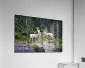 Rams Acrylic Print