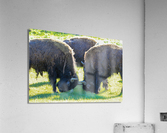 Alpha Acrylic Print