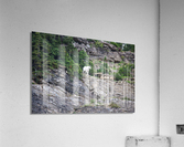 Goat Acrylic Print