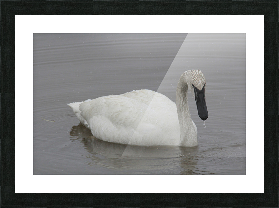 White Out Picture Frame print