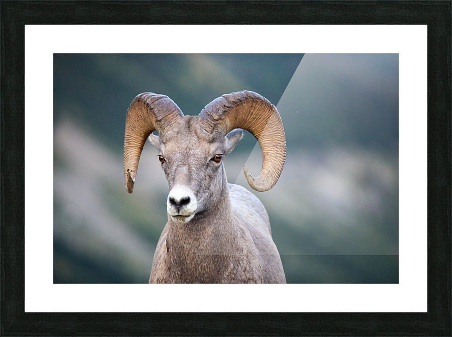 Ram Picture Frame print