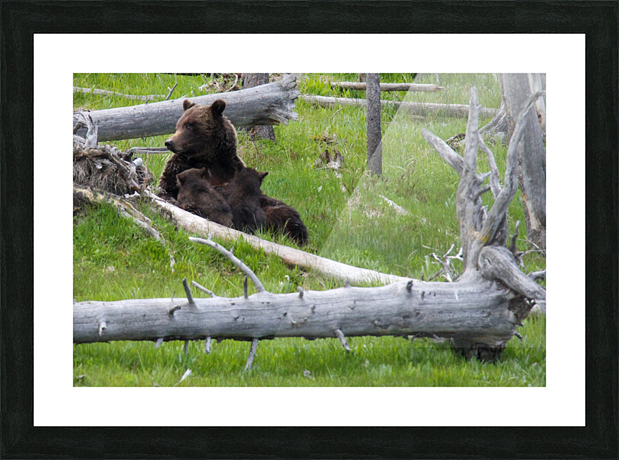 Mama Bear Picture Frame print