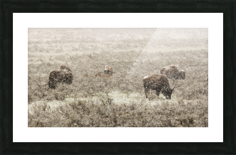 Snow Buffalo Picture Frame print