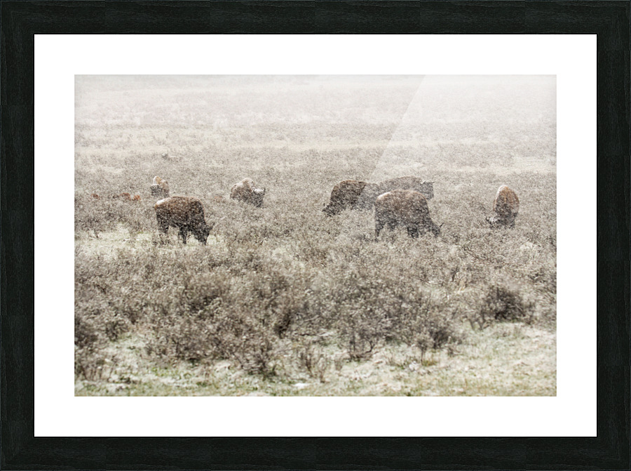 Snow Buffalo Picture Frame print