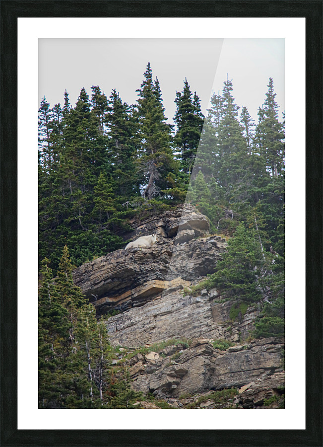 Goat Picture Frame print