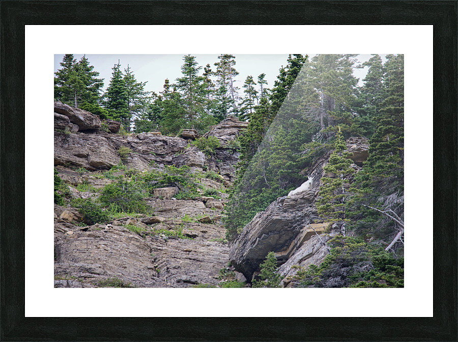 Goat  Picture Frame print