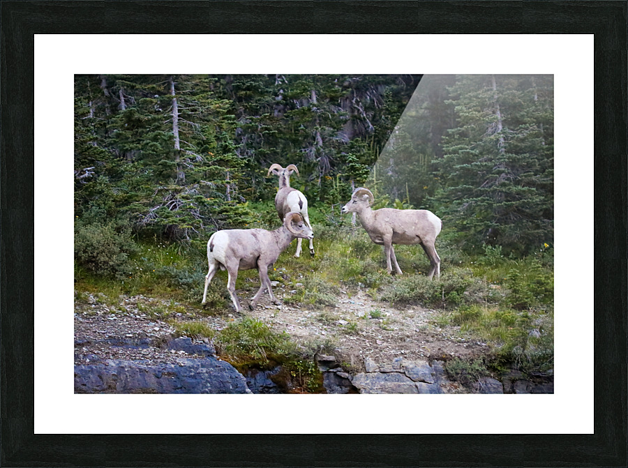 Rams Picture Frame print