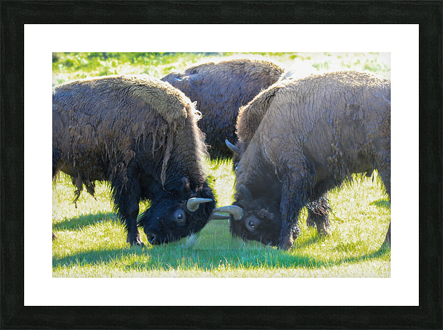 Alpha Picture Frame print