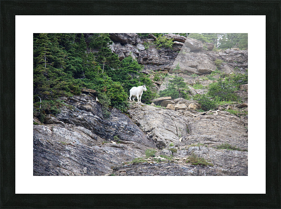 Goat Picture Frame print