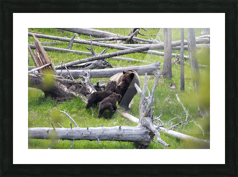 Awaiting Orders Picture Frame print