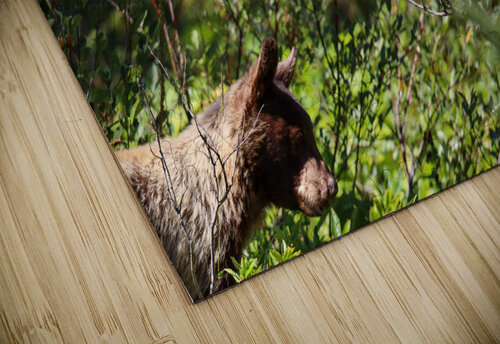 In the Brush Seth Felstead puzzle