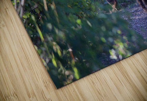 Curious Bear Seth Felstead puzzle