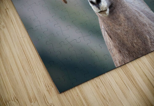 Ram Seth Felstead puzzle