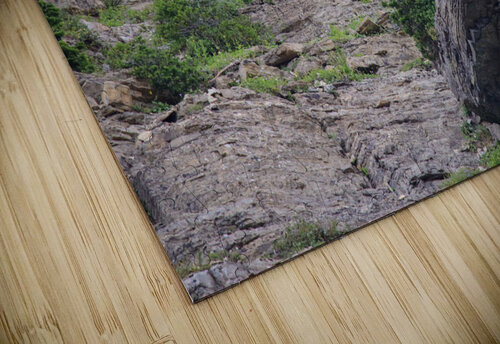Goat  Seth Felstead puzzle