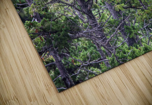 Bald Eagle Seth Felstead puzzle