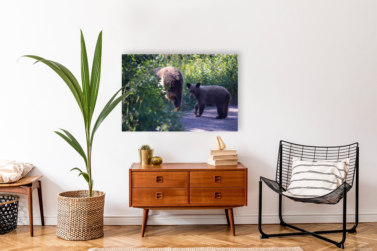 Curious Bear Reproduction