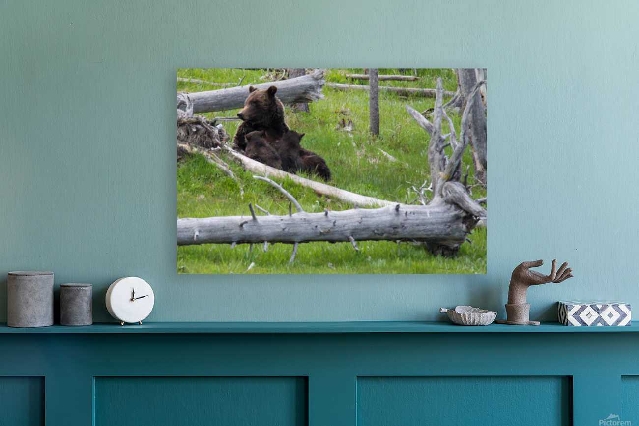 Mama Bear Reproduction