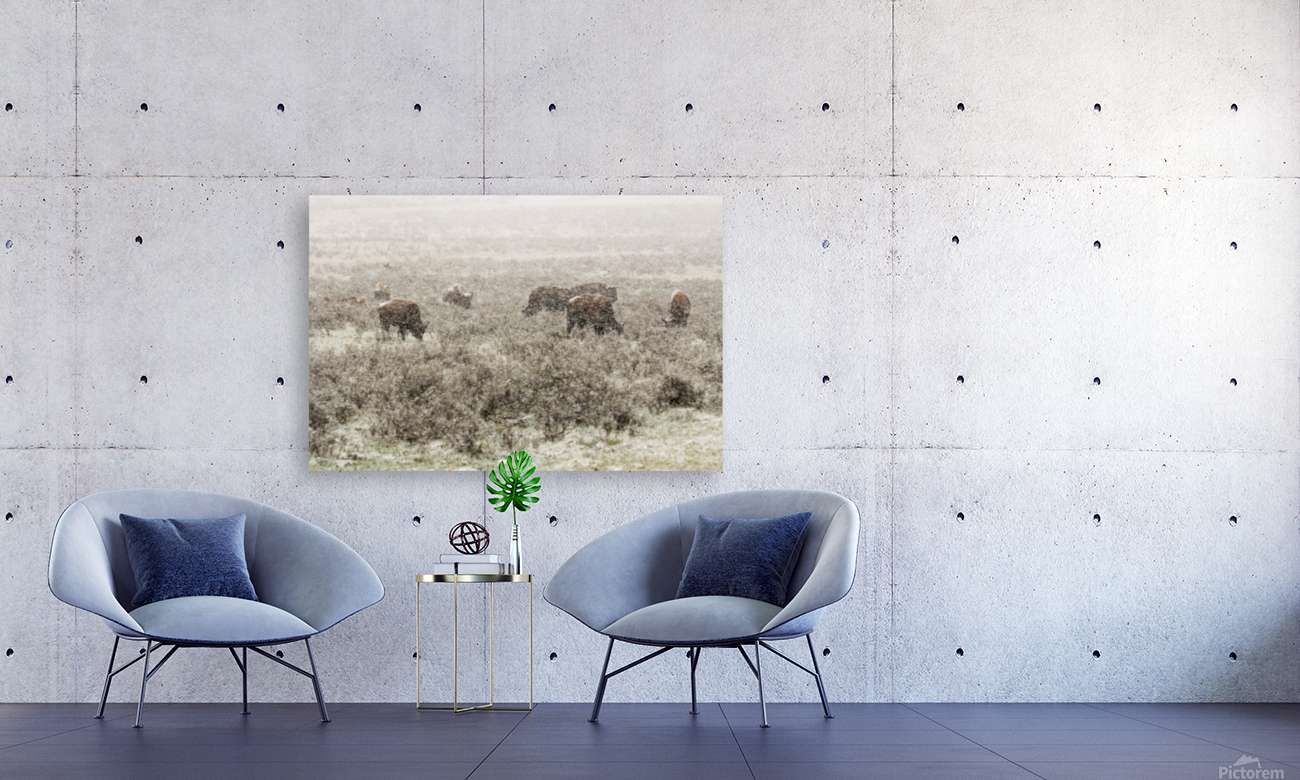 Snow Buffalo Reproduction