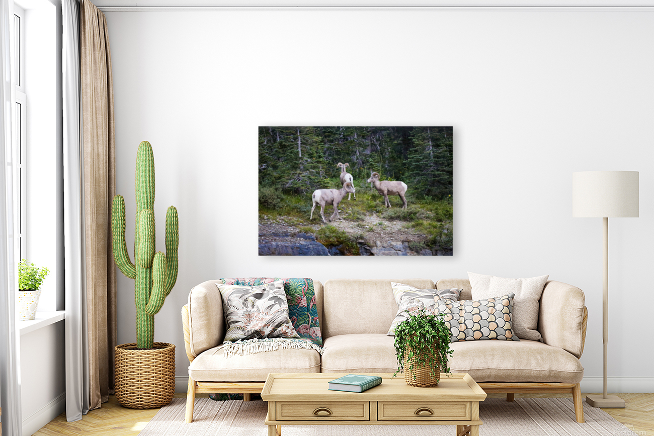 Rams Reproduction