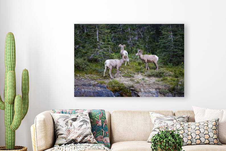 Rams Reproduction
