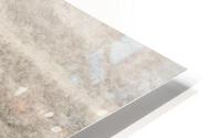 Snow Buffalo HD Metal print