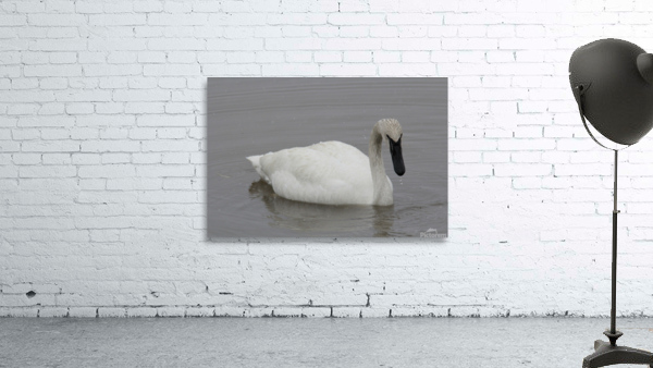 White Out Wall Preview