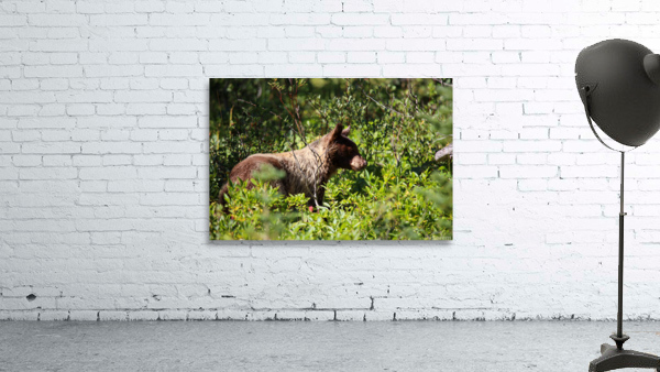 In the Brush Wall Preview