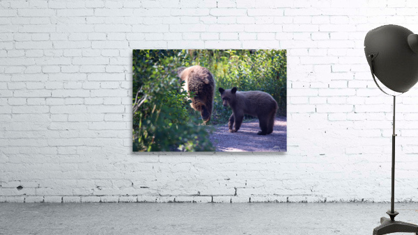 Curious Bear Wall Preview