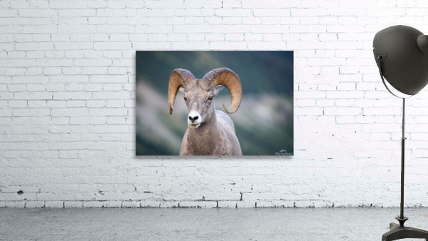 Ram Wall Preview