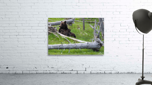 Mama Bear Wall Preview