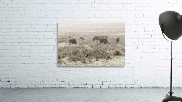Snow Buffalo Wall Preview
