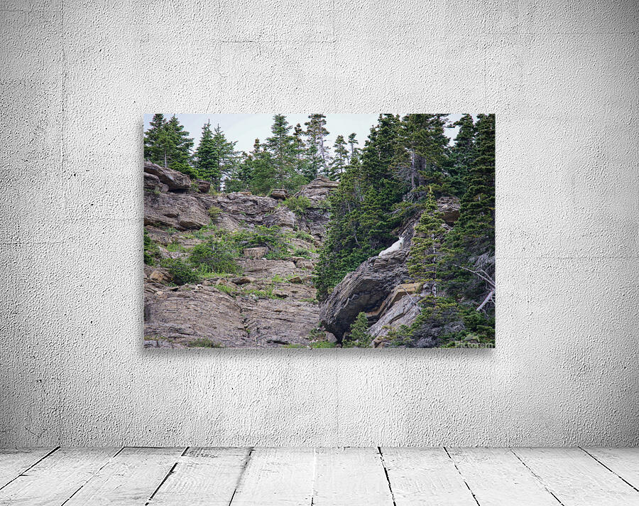 Goat  Wall Preview