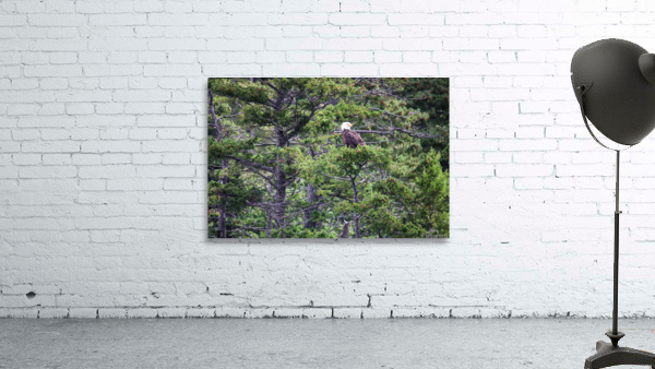 Bald Eagle Wall Preview