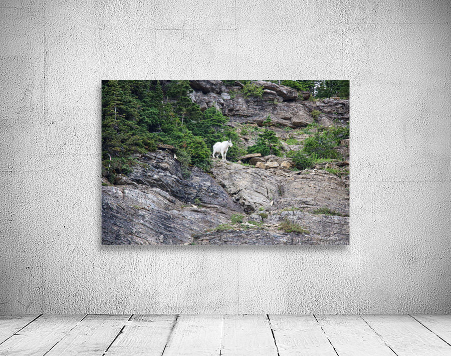 Goat Wall Preview