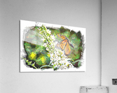 Butterfly in Flight  Acrylic Print