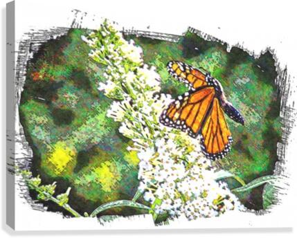 Butterfly in Flight  Canvas Print