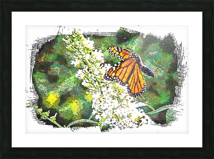 Butterfly in Flight  Picture Frame print