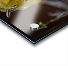 frozen 1 Acrylic print