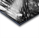 Wet pines Acrylic print