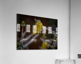 frozen 1 Acrylic Print