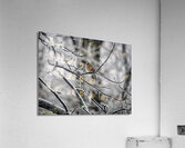 Frozen 2 Acrylic Print