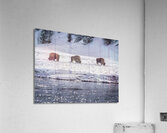 Montana 4 Acrylic Print