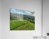 Rice field Indonesia Acrylic Print