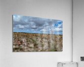 Celery field   Acrylic Print