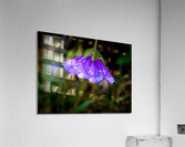 Rainy day S Acrylic Print