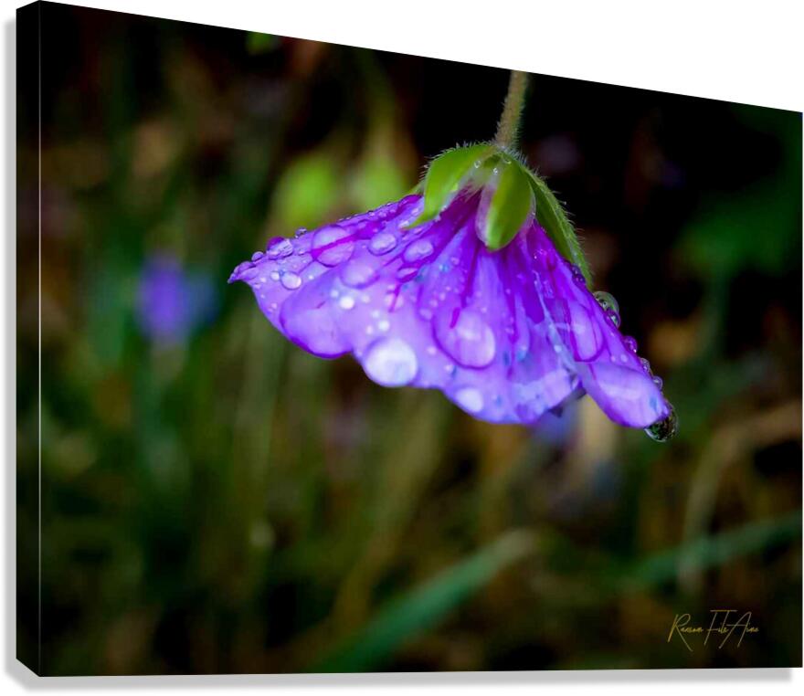 Rainy day S Canvas Print