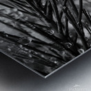 Wet pines Metal print