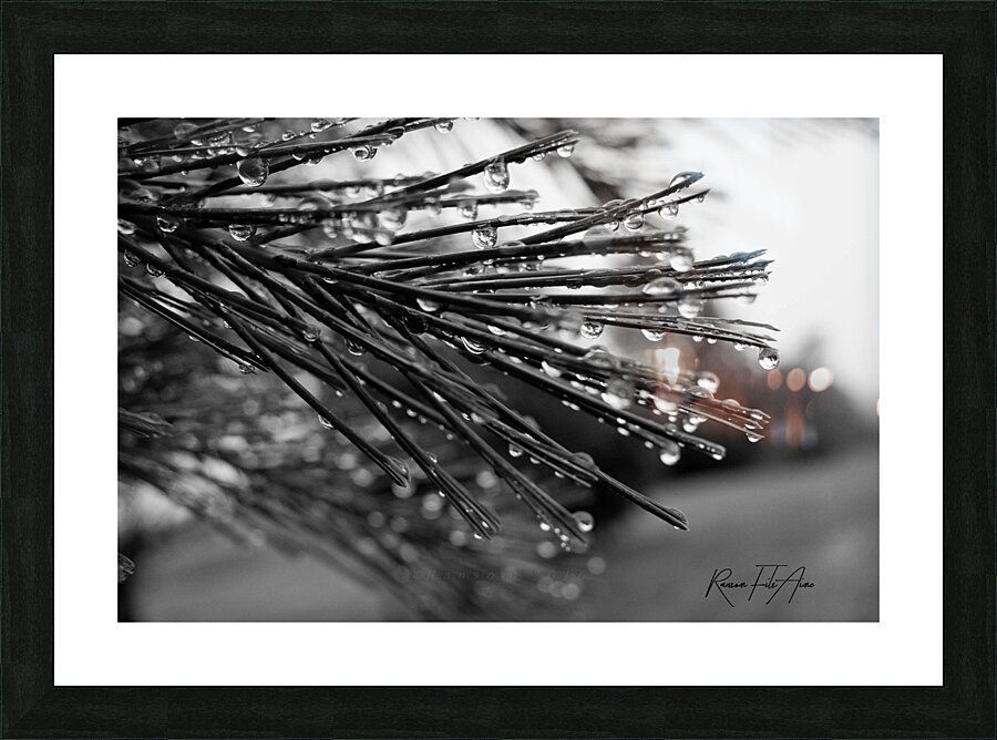 Wet pines Picture Frame print